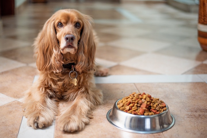 犬,口臭,歯周病,腫瘍,腎不全,肝不全,ドッグフード