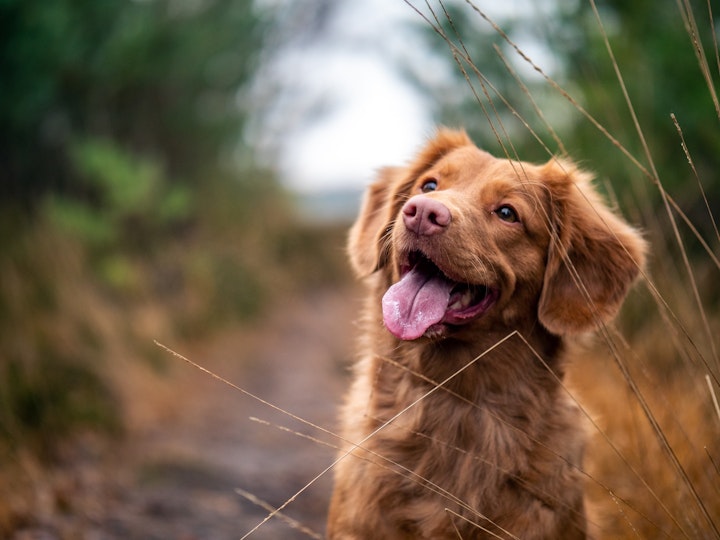 犬,口臭,歯周病,腫瘍,腎不全,肝不全,ドッグフード