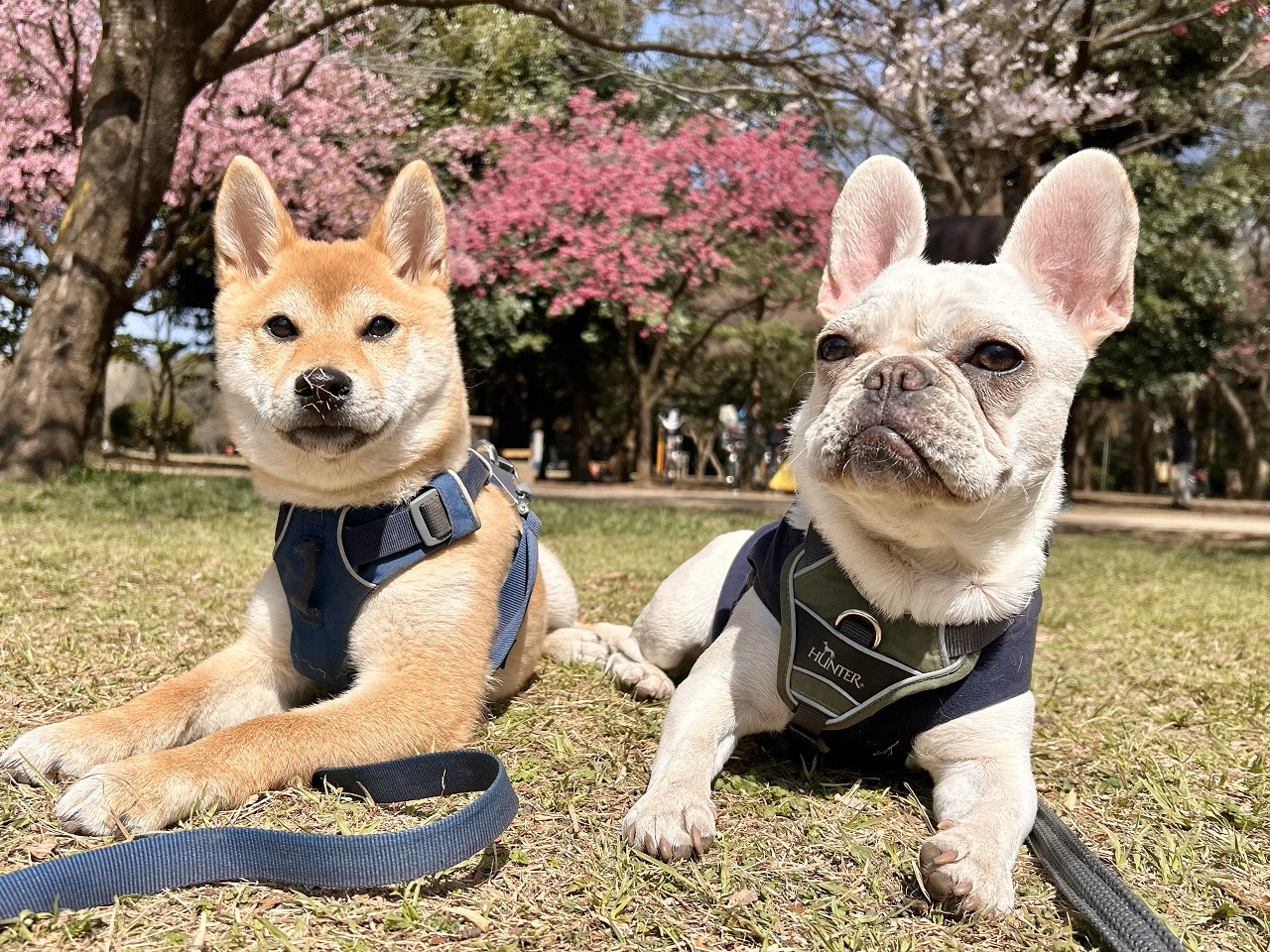 他の犬と遊べるのが理想？犬が苦手な犬はどうする？
