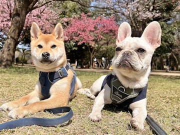 他の犬と遊べるのが理想？犬が苦手な犬はどうする？のアイキャッチ画像