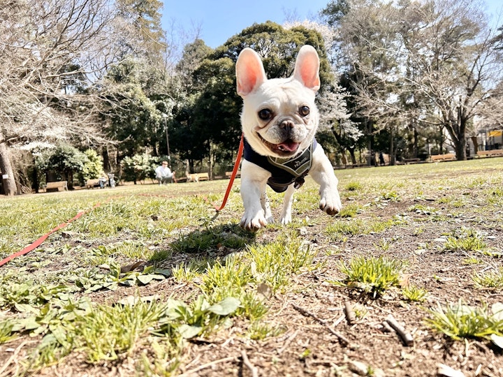 犬の保育園,犬慣れ,遊び,ドッグラン,子犬,社会化