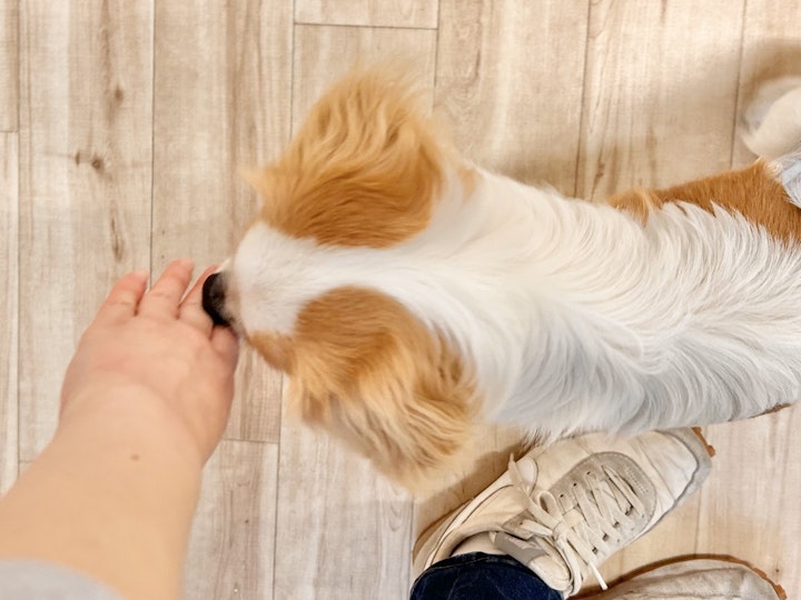 犬の保育園,犬慣れ,遊び,ドッグラン,子犬,社会化