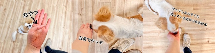 犬の保育園,犬慣れ,遊び,ドッグラン,子犬,社会化