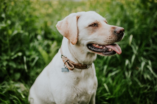 【獣医師監修】歯周病だけじゃない！犬の口臭で気をつけたい疾患とはのアイキャッチ画像