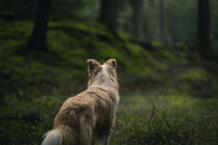 DNA,ウルフライク,オオカミ,犬,犬の起源,犬種,遺伝子