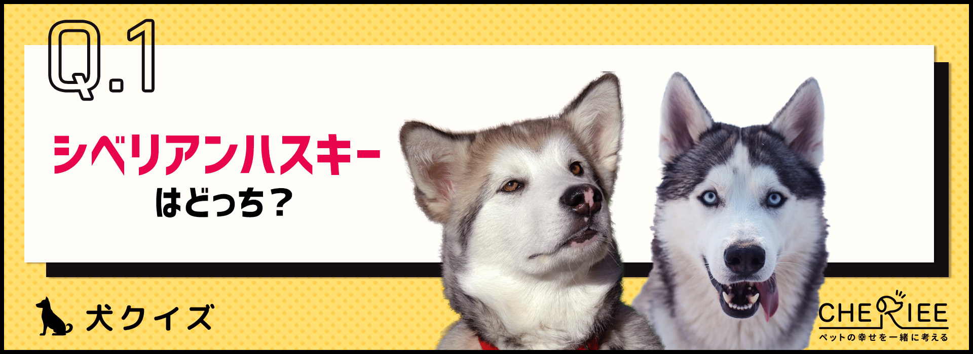 【画像クイズ】見分けがつきますか？外見が似ている犬たち⑤