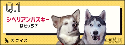 【画像クイズ】見分けがつきますか?外見が似ている犬たち⑤のアイキャッチ画像