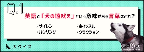 【クイズ】犬が遠吠えをする理由って知ってる?雑学もご紹介!のアイキャッチ画像