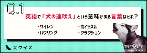 【クイズ】犬が遠吠えをする理由って知ってる？雑学もご紹介！のアイキャッチ画像