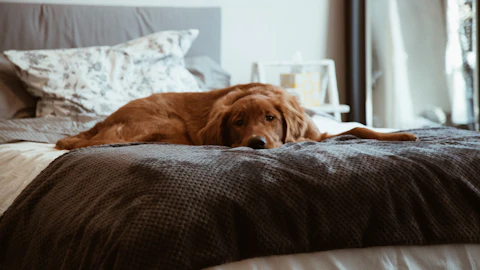 【獣医師監修】脳の疾患も?犬が震えている場合に考えられる疾患のアイキャッチ画像