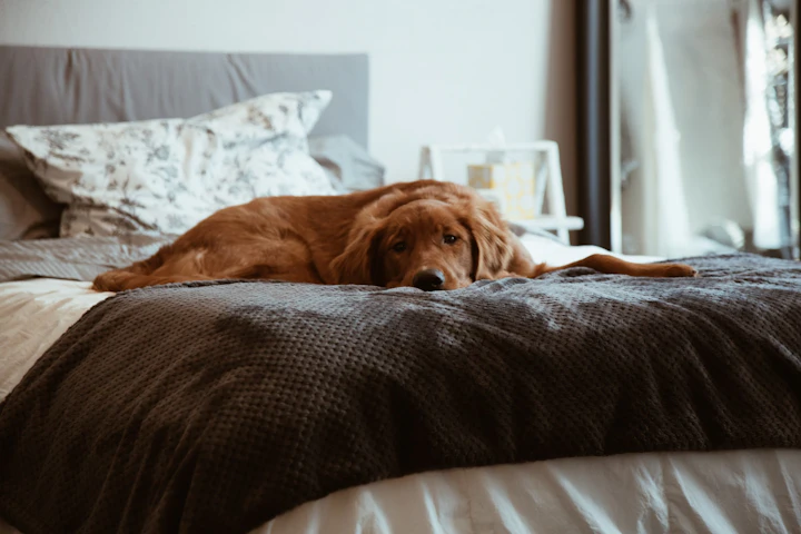 【獣医師監修】脳の疾患も?犬が震えている場合に考えられる疾患 - CHERIEE あにまるマガジン