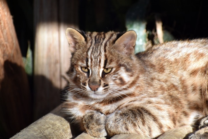 イリオモテヤマネコ,ツシマヤマネコ,ヤマネコ,保護,日本固有,絶滅