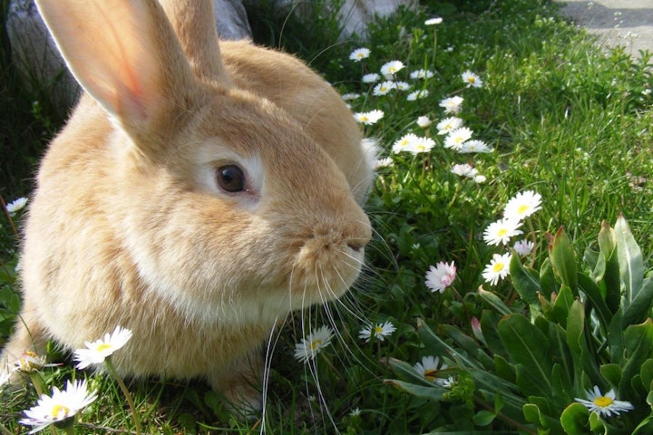 うさぎ,うさぎ小屋,ブーム,干支,情操教育,飼育環境