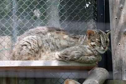 日本のヤマネコとは?絶滅危惧のツシマ・イリオモテヤマネコを解説のアイキャッチ画像