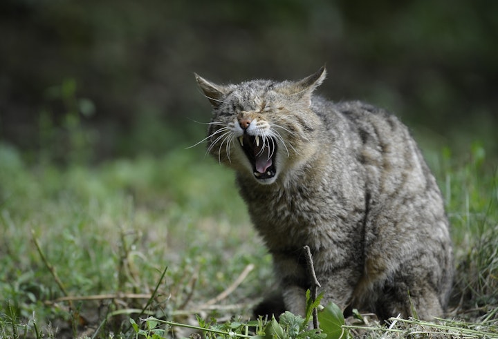 イリオモテヤマネコ,ツシマヤマネコ,ヤマネコ,保護,日本固有,絶滅