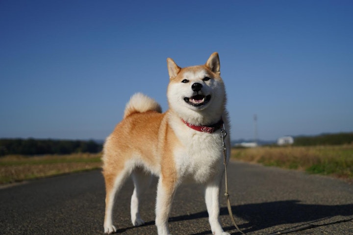 地犬,日本,日本原産,日本犬,犬,犬種,狩猟犬