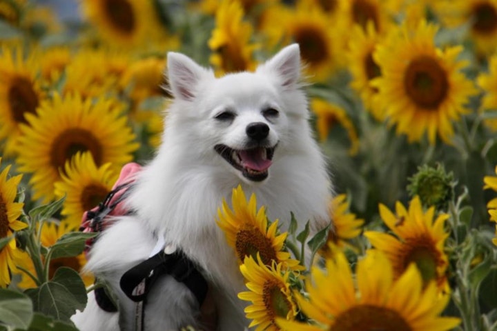 地犬,日本,日本原産,日本犬,犬,犬種,狩猟犬