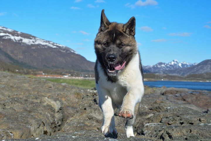 地犬,日本,日本原産,日本犬,犬,犬種,狩猟犬