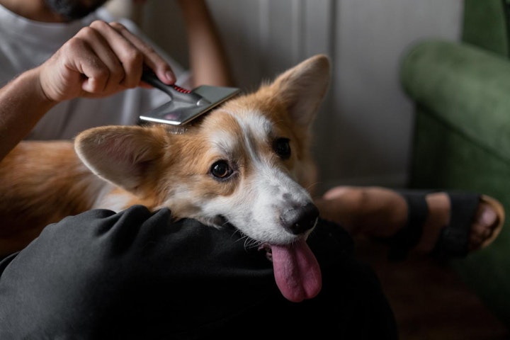 アンダーコート,オーバーコート,シングルコート,ダブルコート,手入れ,抜け毛,換毛期,犬,犬種