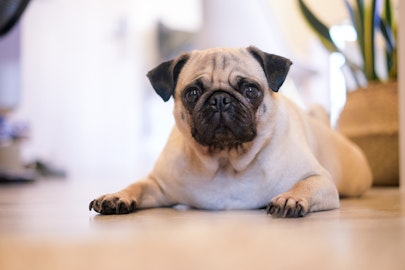 【獣医師監修】甘くみないで！犬の尿漏れで考えられる病気とはのアイキャッチ画像