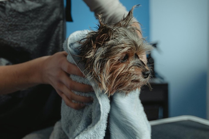 アンダーコート,オーバーコート,シングルコート,ダブルコート,手入れ,抜け毛,換毛期,犬,犬種