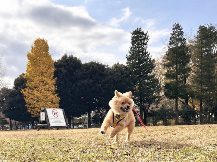 噛み,木,鹿の角,知育玩具,ノーズワーク,エネルギー消費