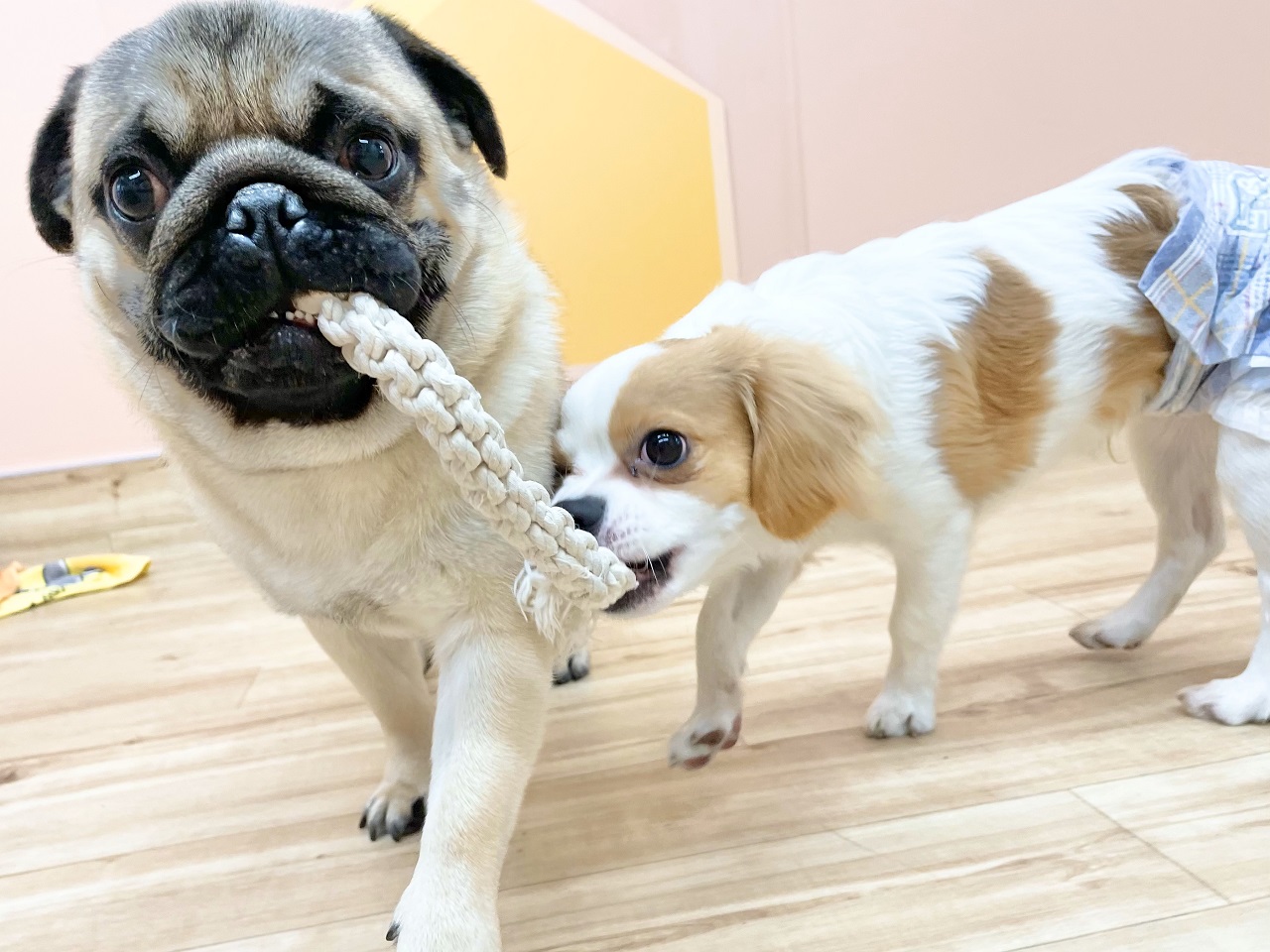 犬用の噛む木や鹿の角に要注意！自宅でできるエネルギー消費方法