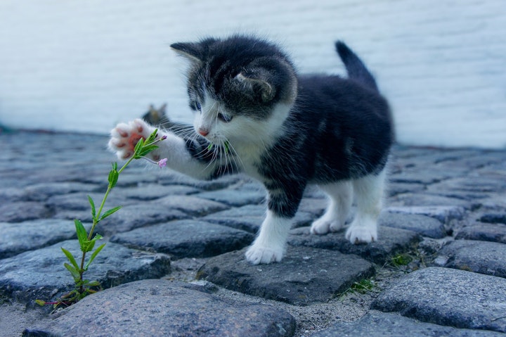 猫,猫よけ,ペットボトル,忌避剤,におい,スプレー,うんち,おしっこ