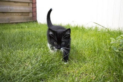 外飼いで迷惑をかけてない？猫の安全のためにも室内飼育を検討しようのアイキャッチ画像