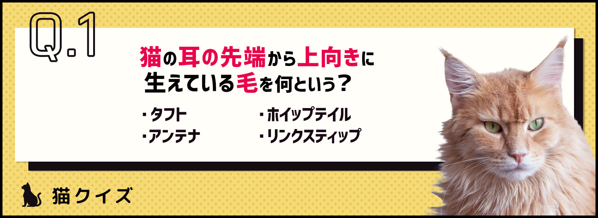 【クイズ】猫のここ、何て呼ぶか知ってる？猫の体の雑学