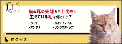 【クイズ】猫のここ、何て呼ぶか知ってる？猫の体の雑学のアイキャッチ画像