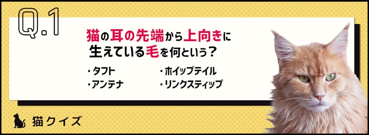 【クイズ】猫のここ、何て呼ぶか知ってる？猫の体の雑学のアイキャッチ画像