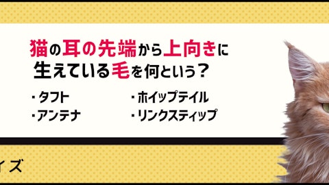 【クイズ】猫のここ、何て呼ぶか知ってる?猫の体の雑学のアイキャッチ画像