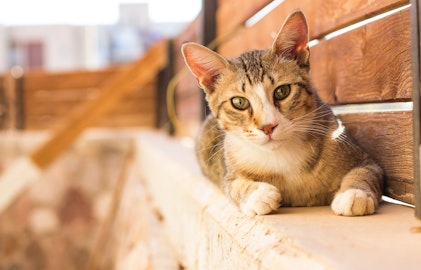 大人の保護猫を迎える選択！知っておきたいメリットと注意点のアイキャッチ画像