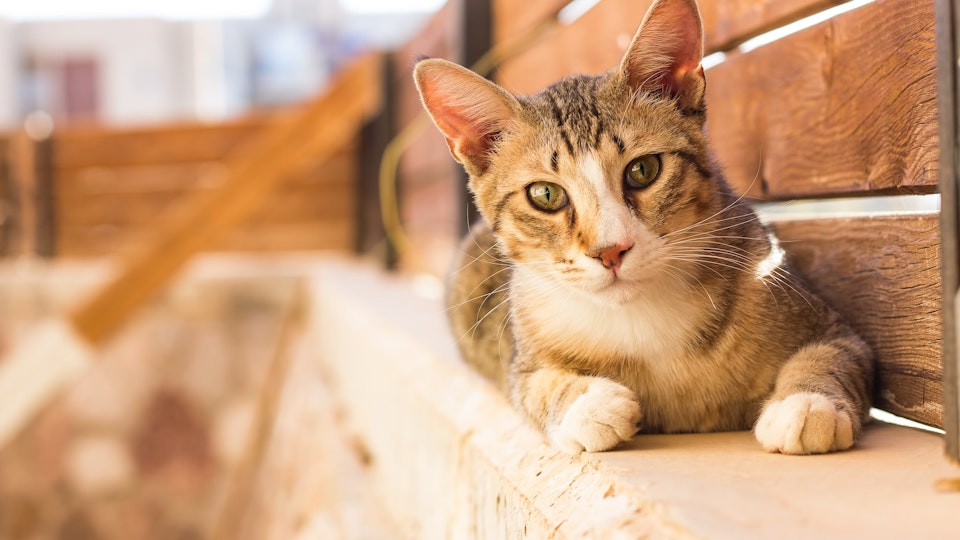 大人の保護猫を迎える選択!知っておきたいメリットと注意点