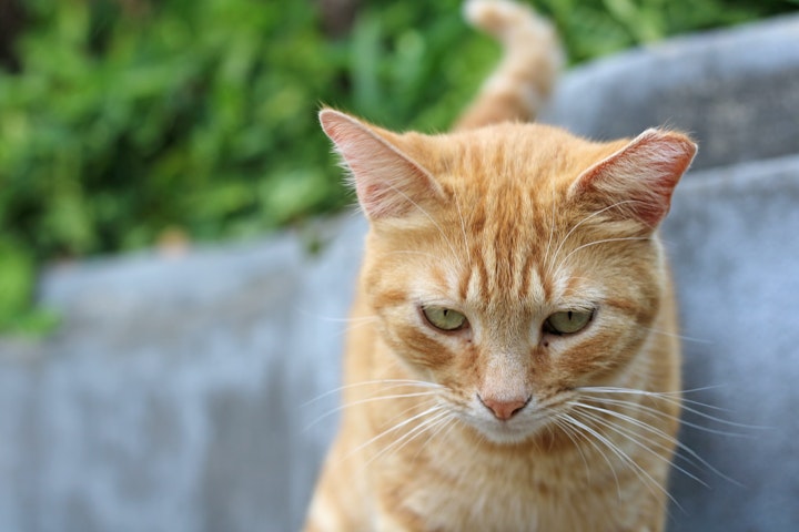 保護猫,メリット,デメリット,大人,成猫,トライアル,先住猫