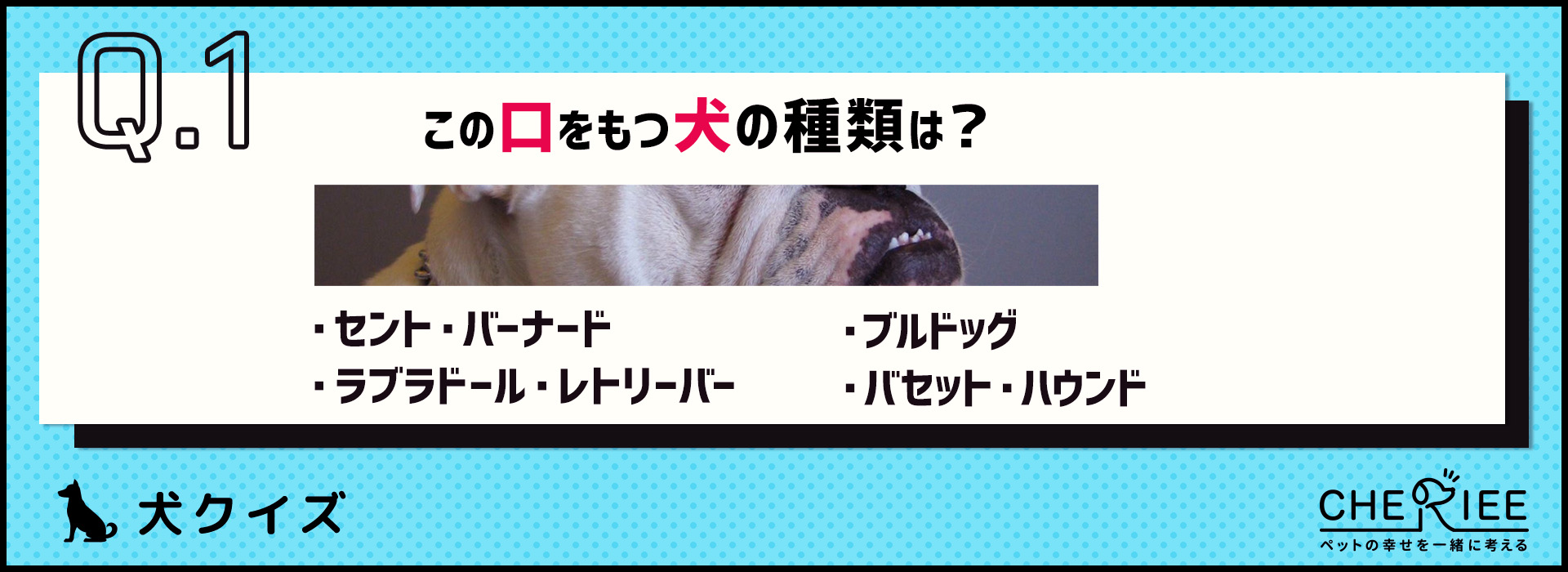 【画像クイズ】個性が強い！独特の外見を持つ犬たち③