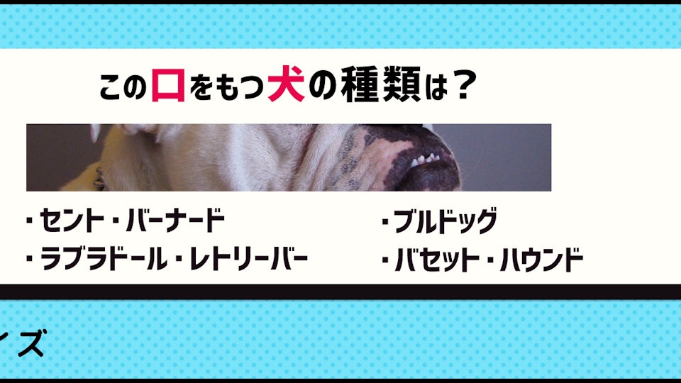 【画像クイズ】個性が強い!独特の外見を持つ犬たち③