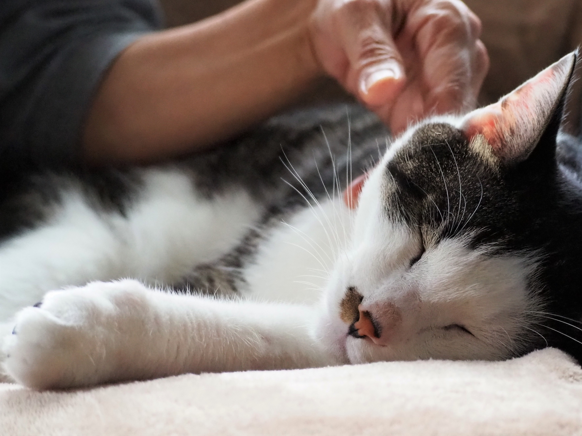 猫の老化サインって何がある？シニア期に備えてチェックしよう