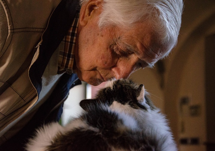 猫,シニア,老化,生活習慣,健康診断,運動