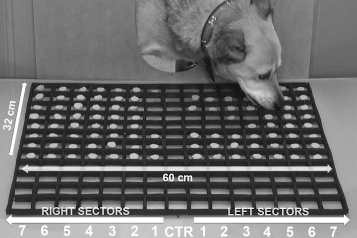 トレーニング,利き足,実験,性格,犬,研究