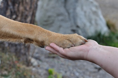 犬にも利き足はある？性格診断やトレーニングに有効な可能性ものアイキャッチ画像