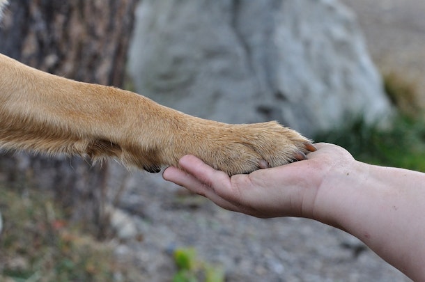 犬にも利き足はある？性格診断やトレーニングに有効な可能性ものアイキャッチ画像