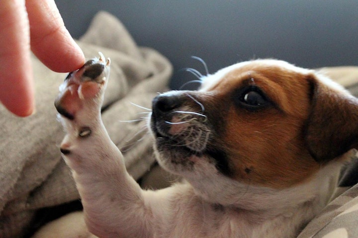 トレーニング,利き足,実験,性格,犬,研究