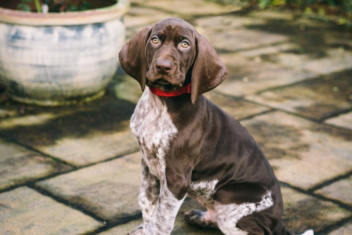 アメリカ,ランキング,人気犬種,日本,犬,犬種