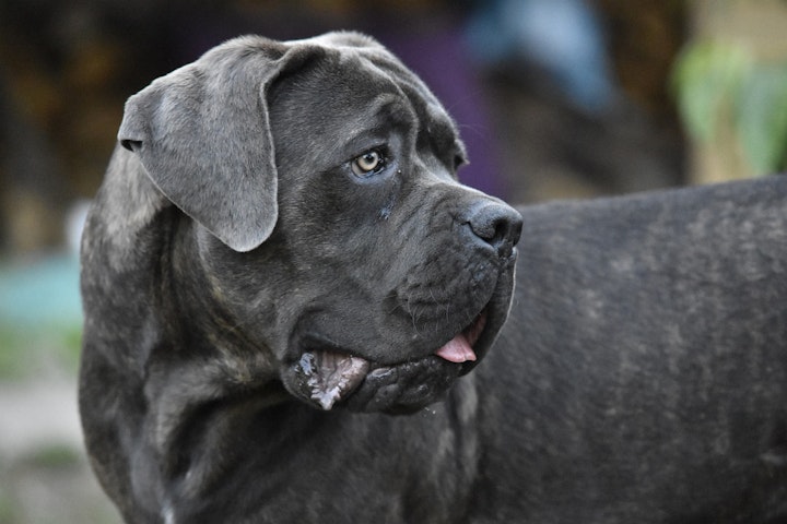 アメリカ,ランキング,人気犬種,日本,犬,犬種