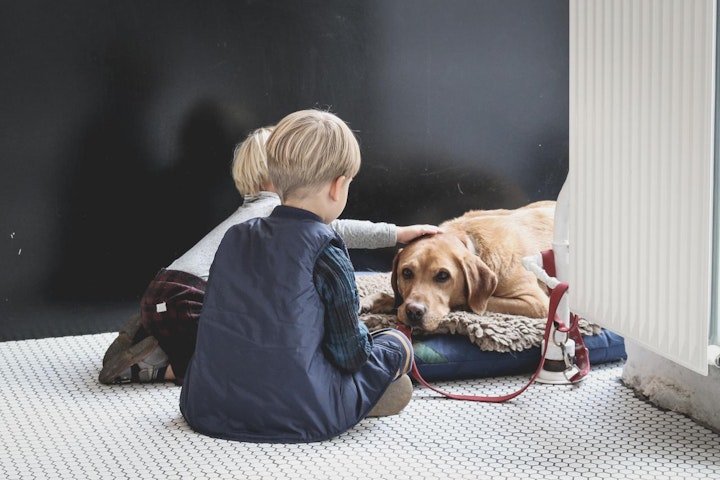 アメリカ,ランキング,人気犬種,日本,犬,犬種