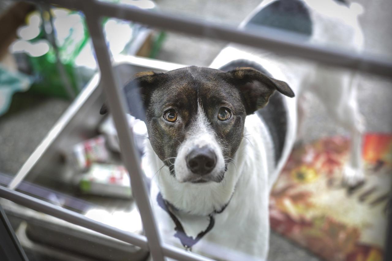 飼育放棄が急増！コロナ禍で世界中の人々を癒やしたペットたち