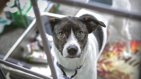 飼育放棄が急増!コロナ禍で世界中の人々を癒やしたペットたちのアイキャッチ画像