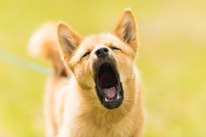 飼い主を悩ませる犬の吠え癖!吠えにくい犬種とその特徴を解説のアイキャッチ画像